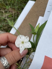Silene latifolia