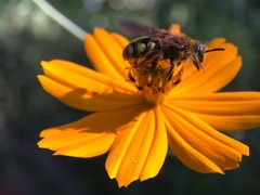 Xanthocampsomeris limosa