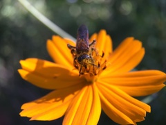 Xanthocampsomeris limosa