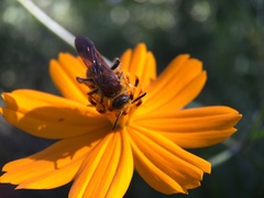 Xanthocampsomeris limosa