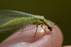 Chrysopa coloradensis