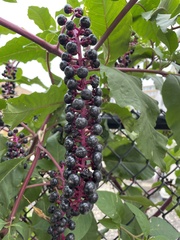 Phytolacca americana americana