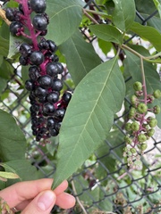 Phytolacca americana americana