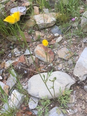 Ranunculus paludosus