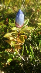 Gentiana platypetala