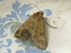 Helicoverpa armigera