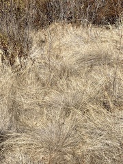 Nassella pulchra