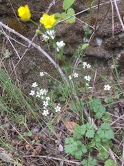 Ranunculus ollissiponensis