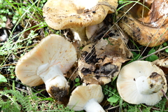 Russula