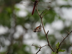 Libytheana carinenta mexicana
