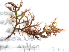 Chondracanthus teedei
