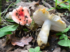 Russula luteotacta