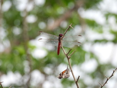 Libytheana carinenta mexicana