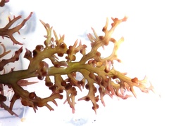 Chondracanthus teedei