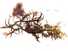 Chondracanthus teedei