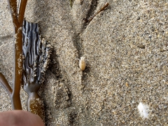 Megalorchestia corniculata