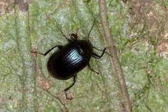 Amarygmus