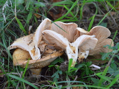 Lactarius zonarius