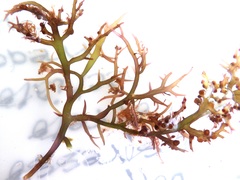 Chondracanthus teedei