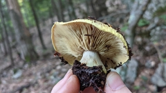 Tricholoma equestre