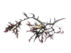 Chondracanthus teedei