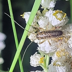 Cyphoderris