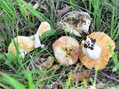 Russula