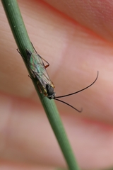 Campopleginae