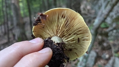 Tricholoma equestre