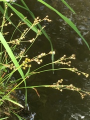 Luzula forsteri