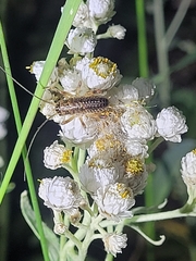 Cyphoderris