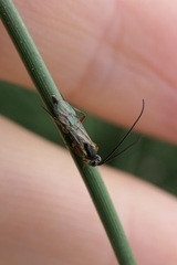 Campopleginae