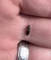 Aeolus mellillus