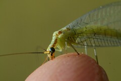 Chrysopa coloradensis