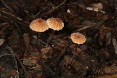 Marasmius