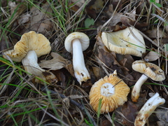 Russula