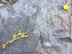 Ranunculus paludosus