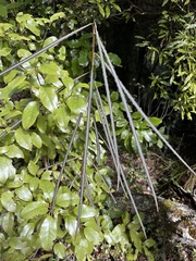 Pseudopanax crassifolius