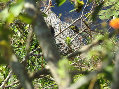 Caiman latirostris