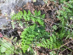 Asplenium billotii