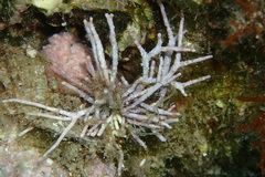Amphiroa rigida