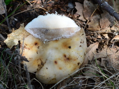 Russula