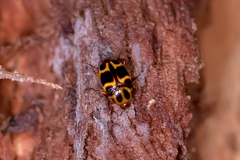 Scaphidium