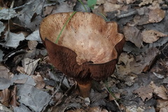 Russulaceae