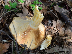 Lactarius zonarius