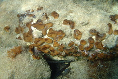Chondrilla nucula