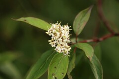 Cornus obliqua