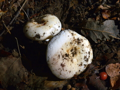 Russula