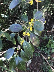 Forsythia viridissima