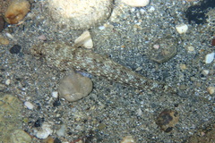 Gobius incognitus